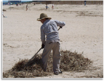 Beach Cleaning and Raking