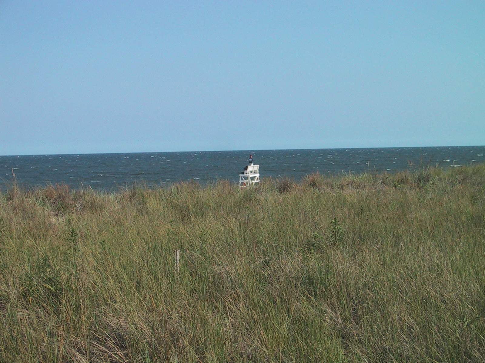 Beach grass at full maturation