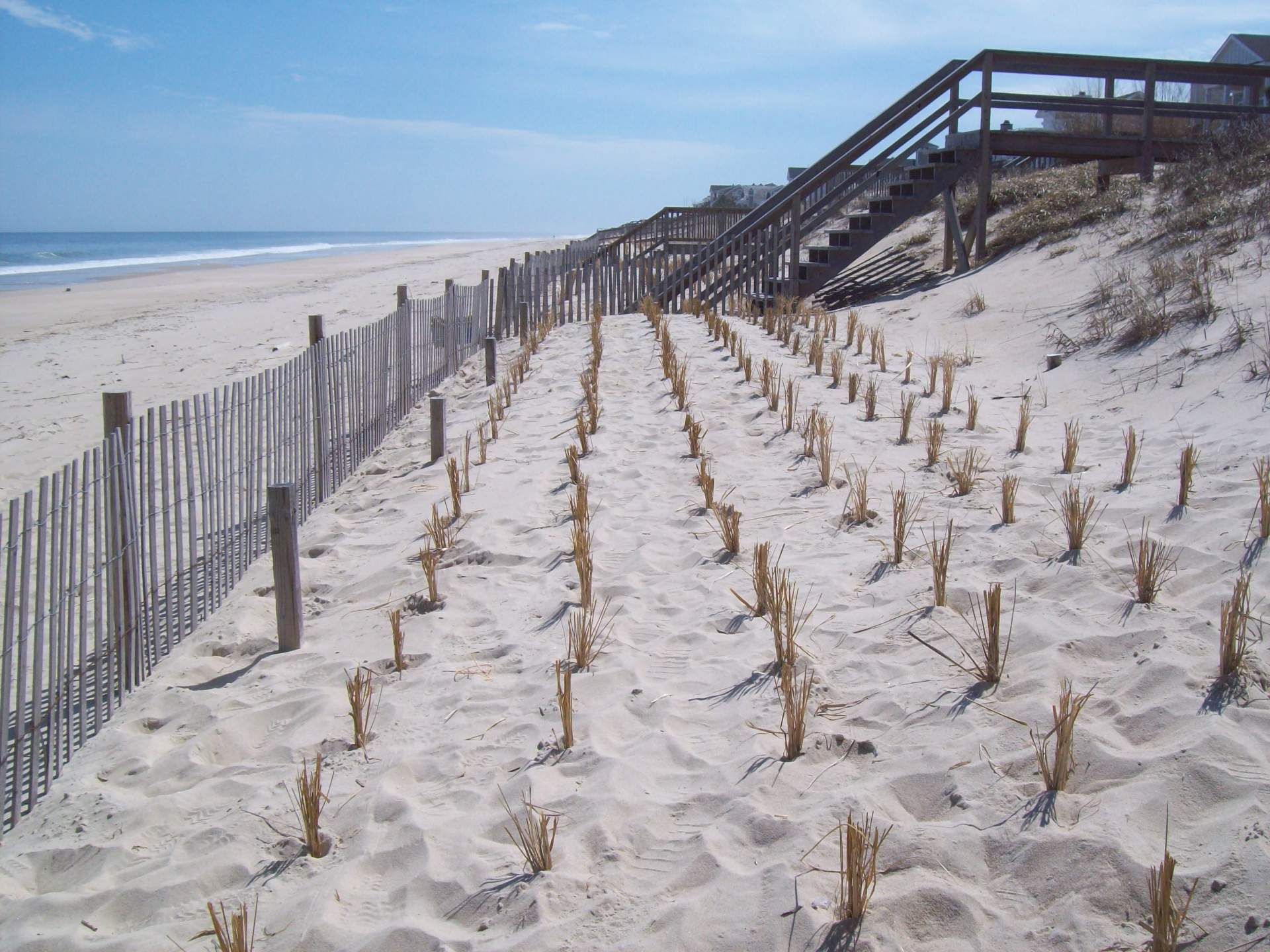 Culms of beach grass planted in winter