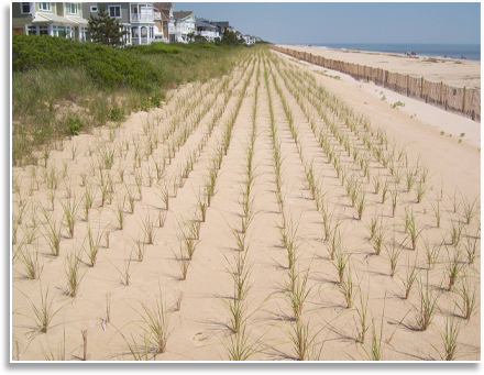 Beach Grass Planting