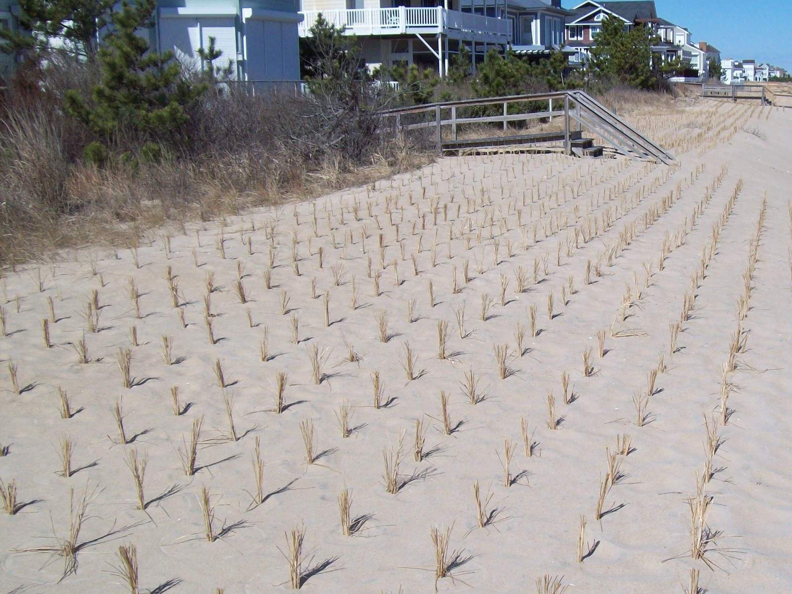 Newly planted culms of Cape American beach grass