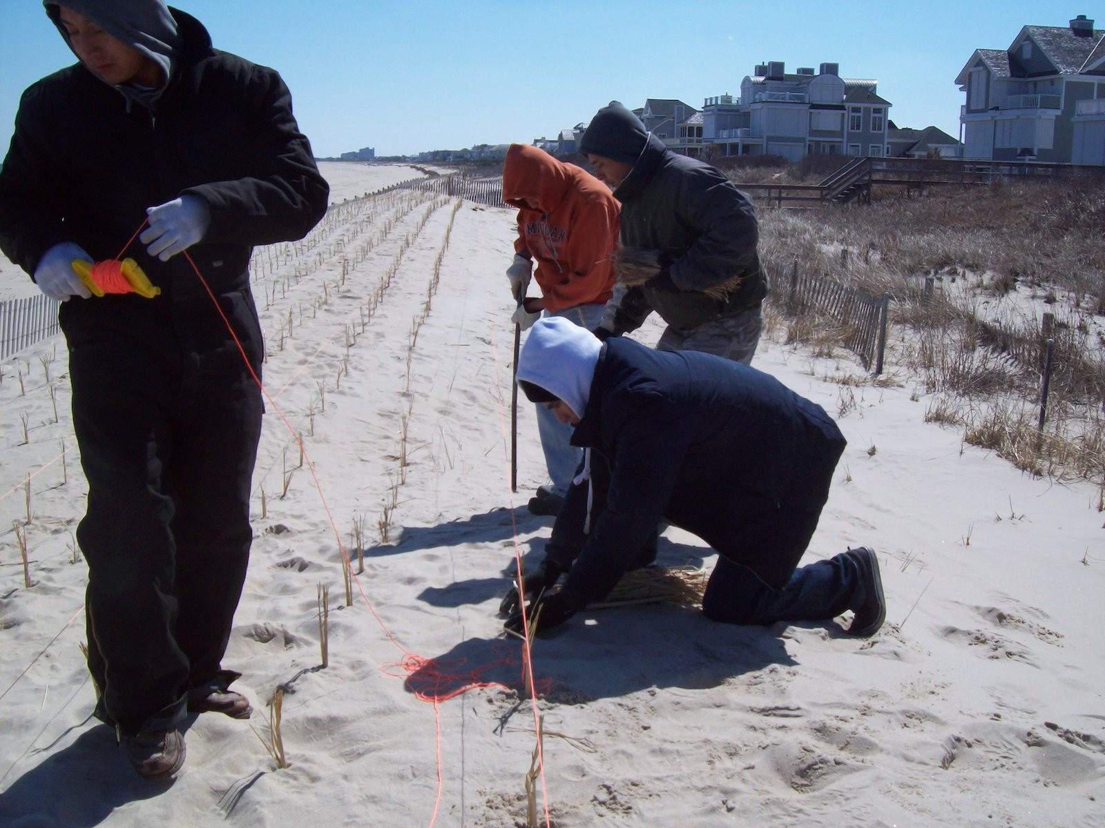 Planting culms of Cape American beach grass